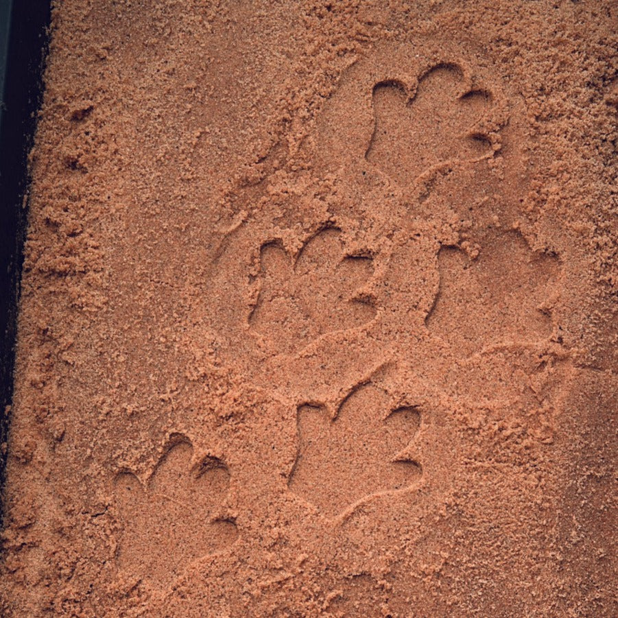 Let's Investigate - Safari Animal Footprint Pebbles Playdough Stamp - Image 4